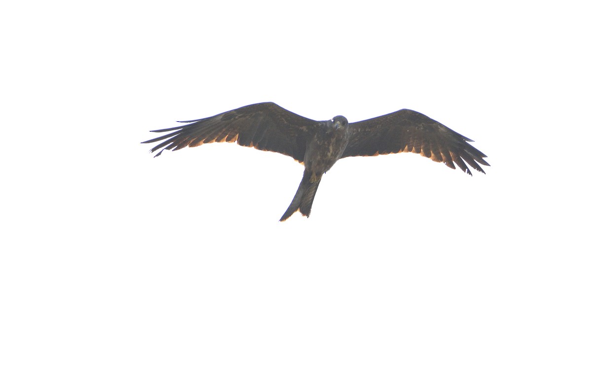 Black Kite (Yellow-billed) - ML194188101