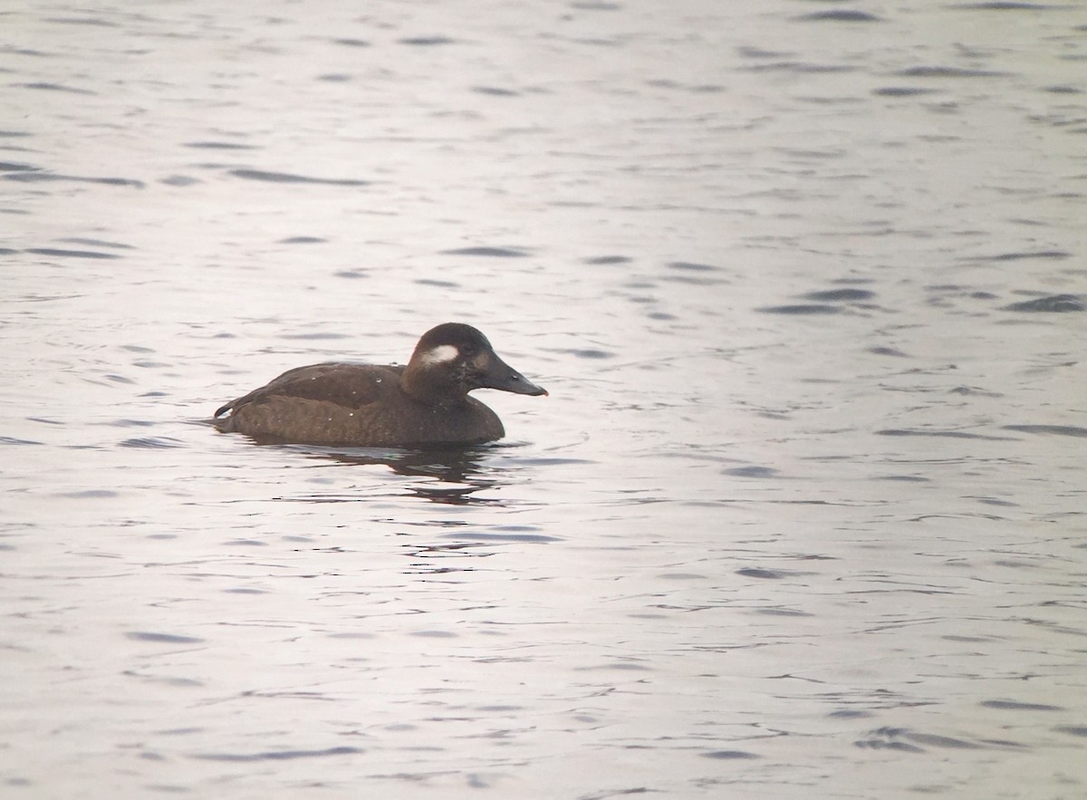 White-winged Scoter - ML194188151