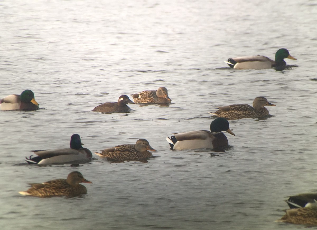 White-winged Scoter - ML194188171