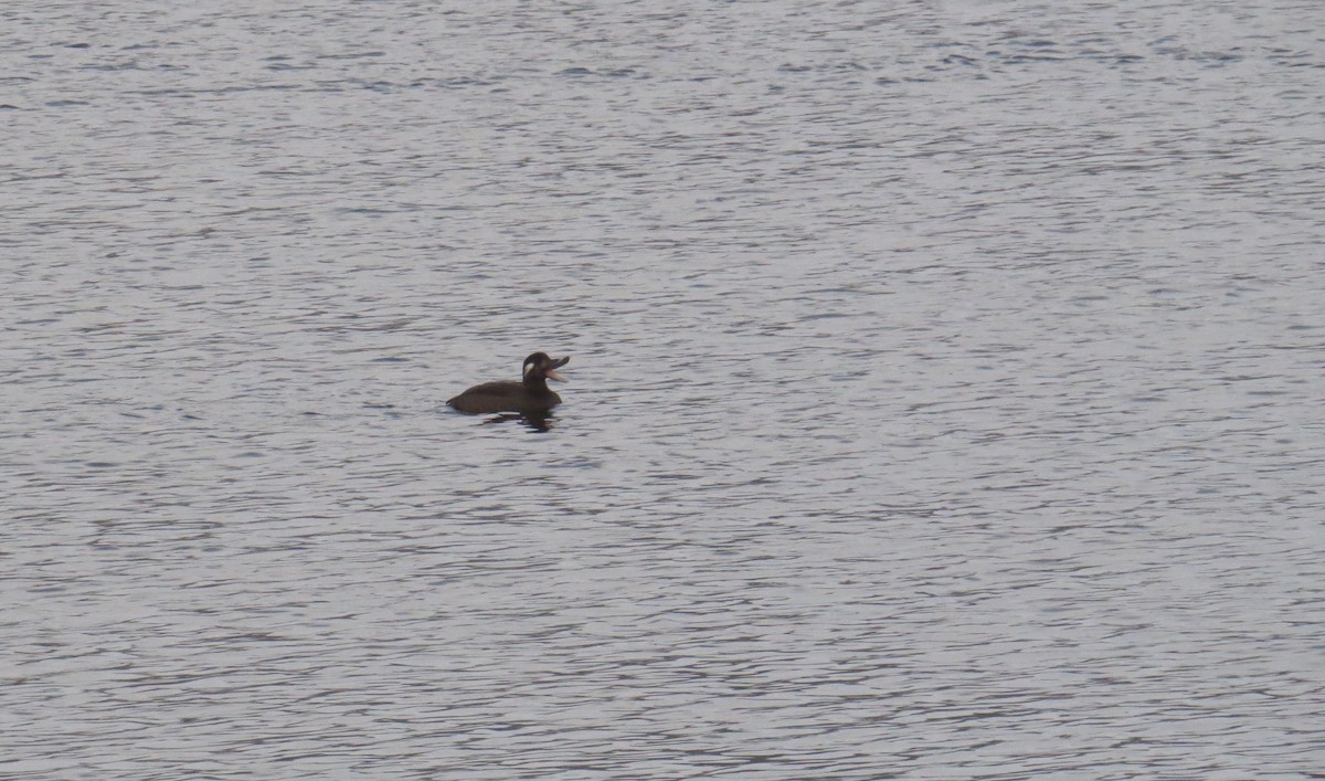 White-winged Scoter - ML194188201