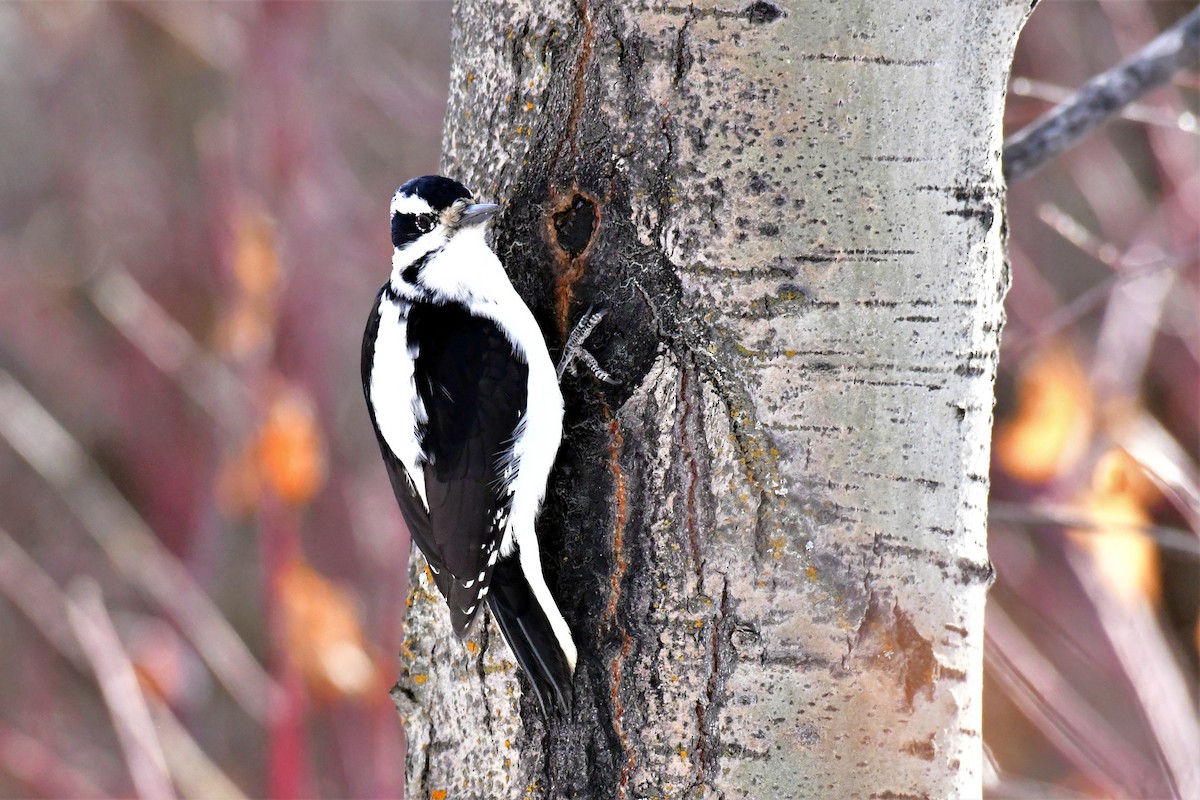 Hairy Woodpecker - Harold Ziolkowski