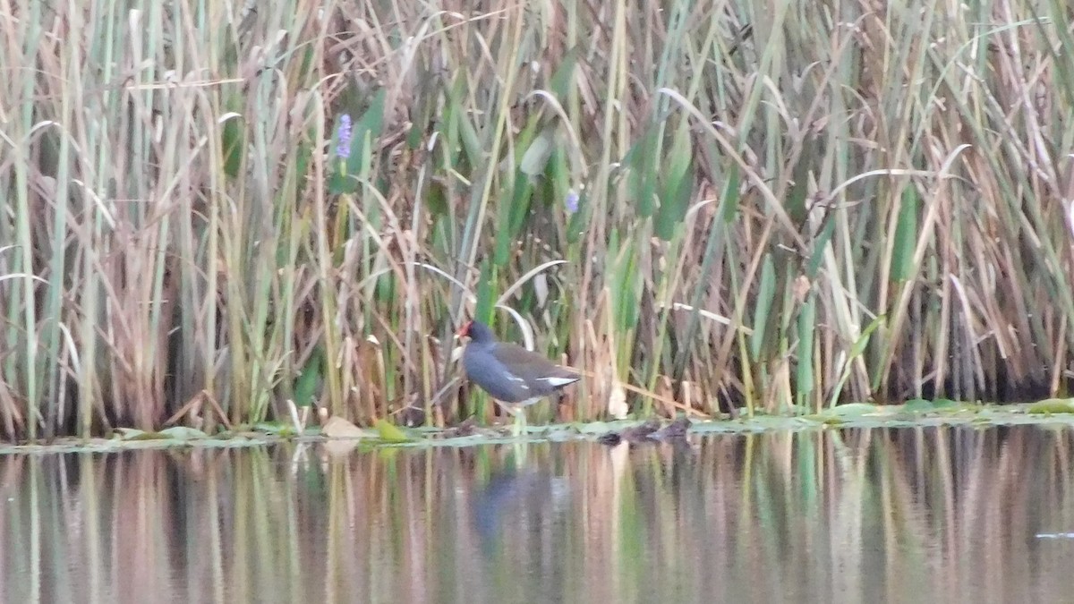 Gallinule d'Amérique - ML194189671