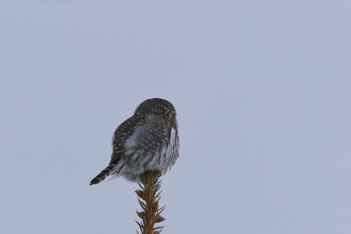 Northern Pygmy-Owl - Jean Campbell