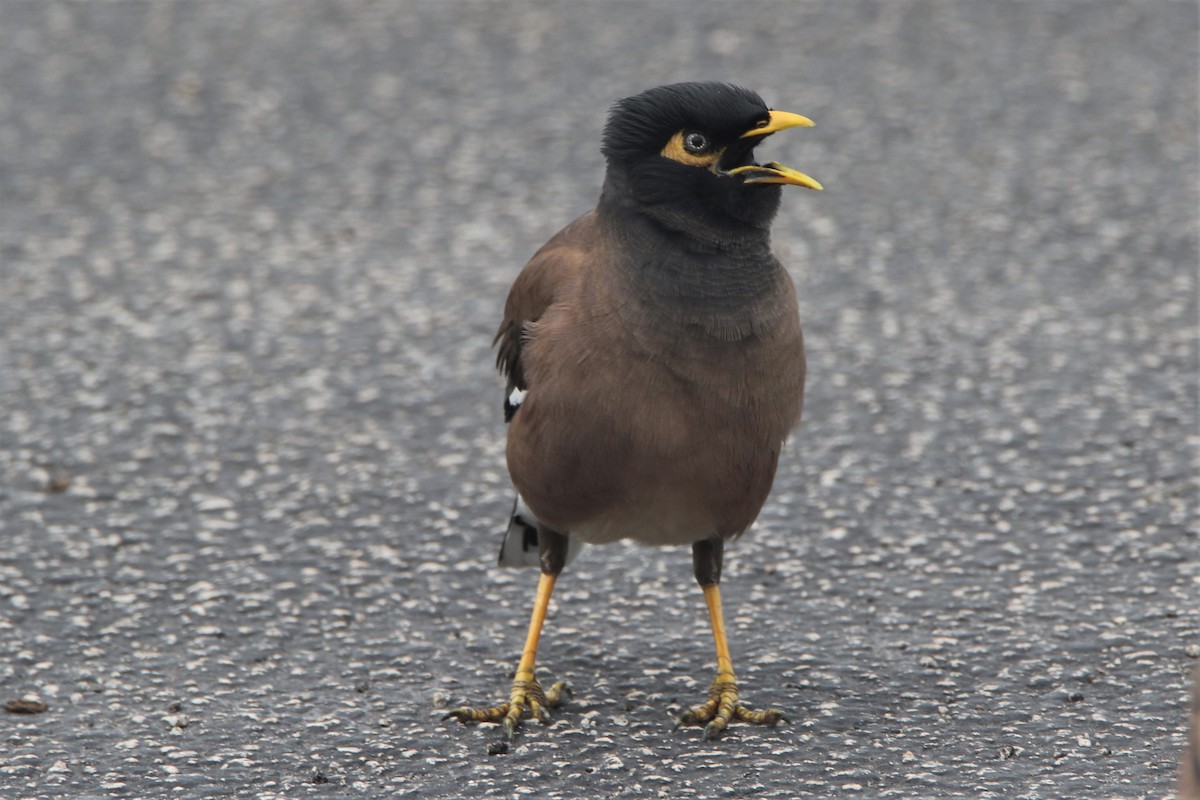 Common Myna - Nathan Hood