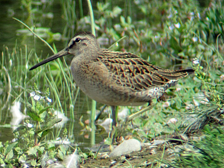 Short-billed Dowitcher - ML194192871