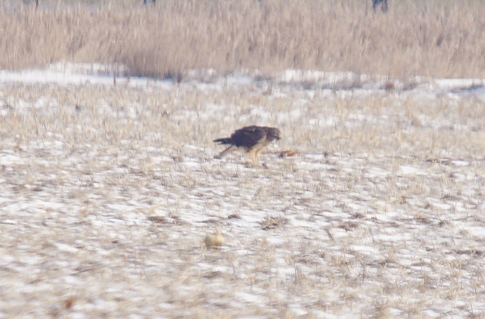 Northern Harrier - ML194196871