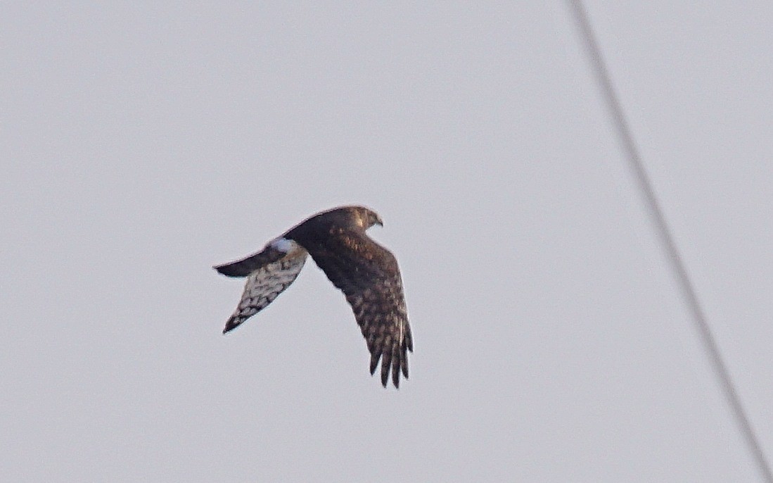 Northern Harrier - ML194196881