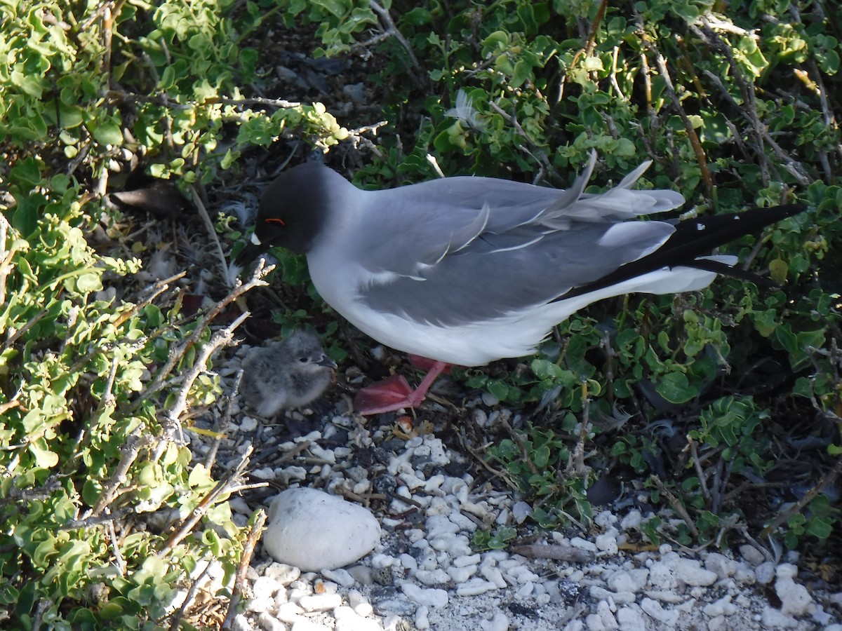 Swallow-tailed Gull - Jenna Atma