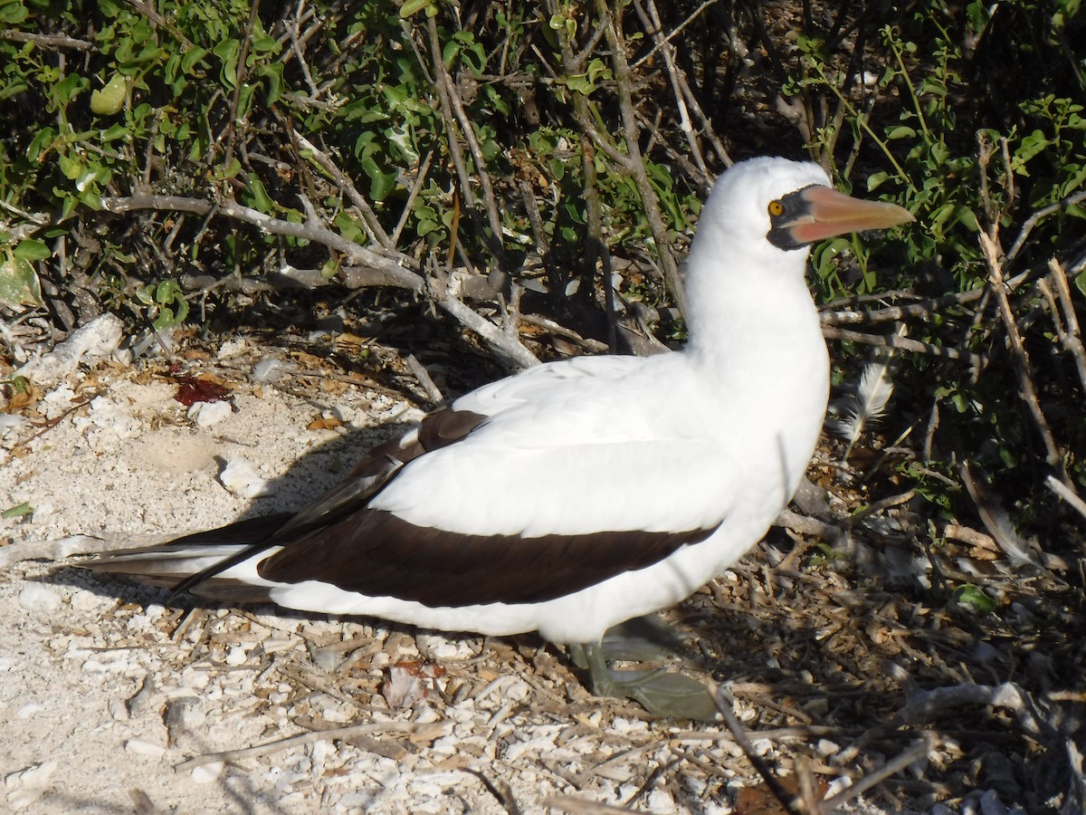 Nazca Booby - ML194198421