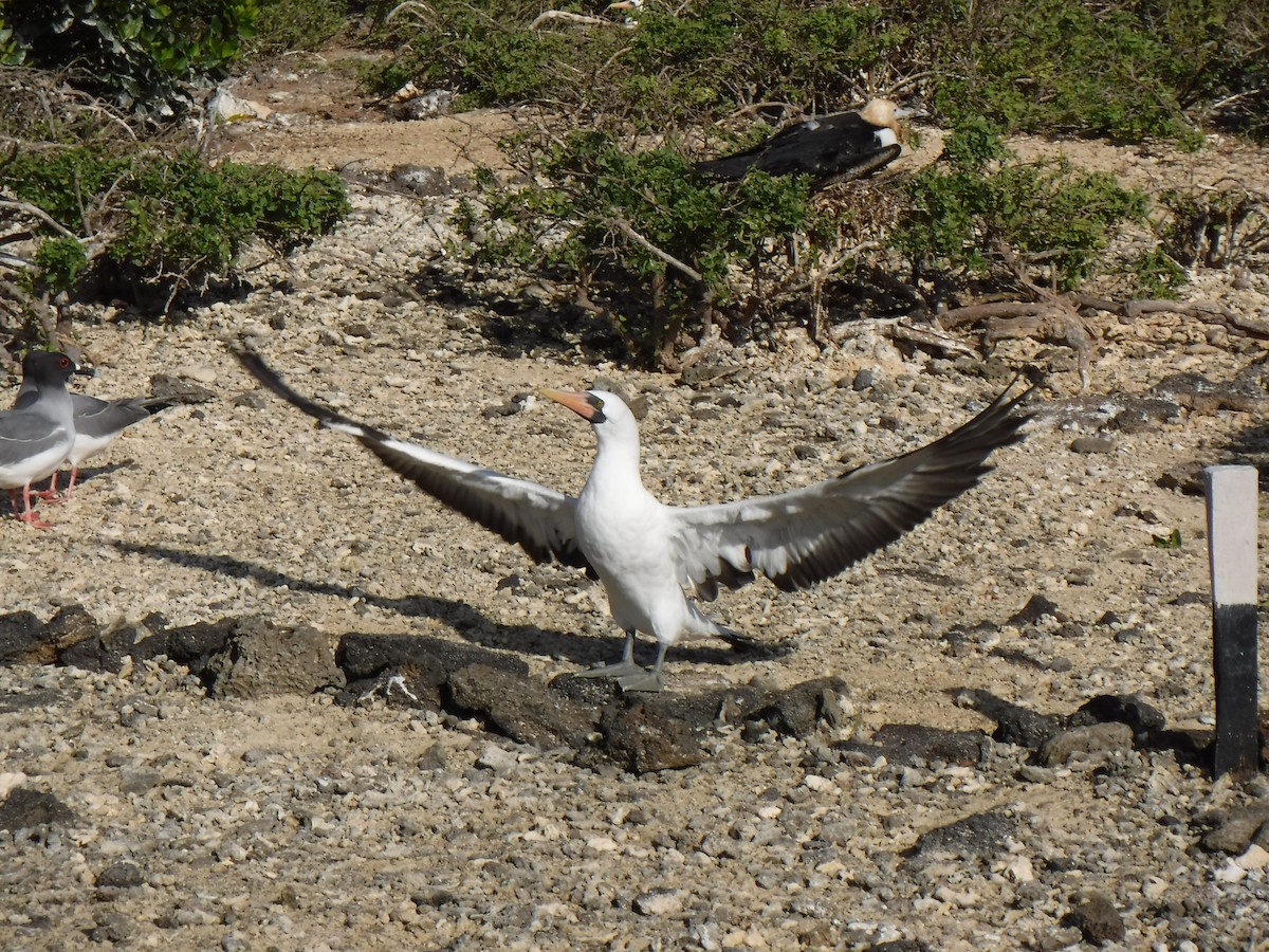 Nazca Booby - Jenna Atma