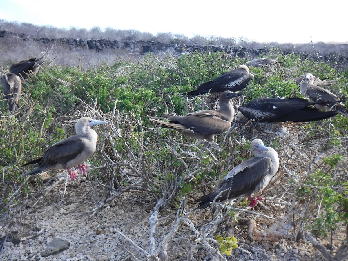 Red-footed Booby - ML194198521