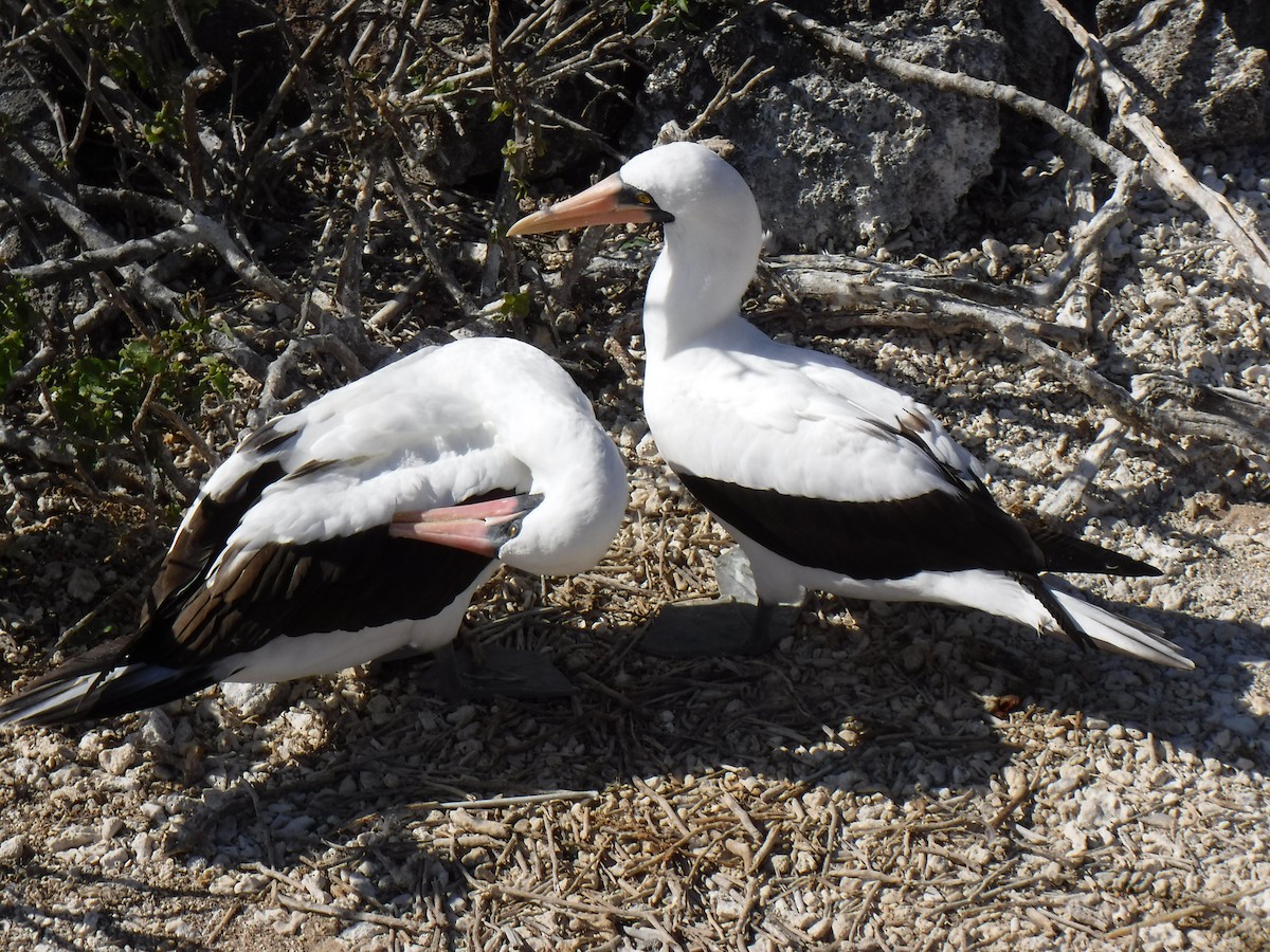 Nazca Booby - ML194199121