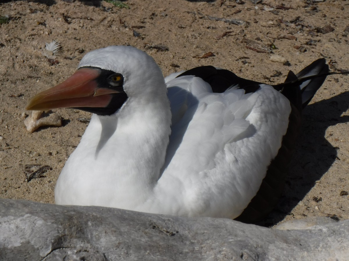 Nazca Booby - ML194199141