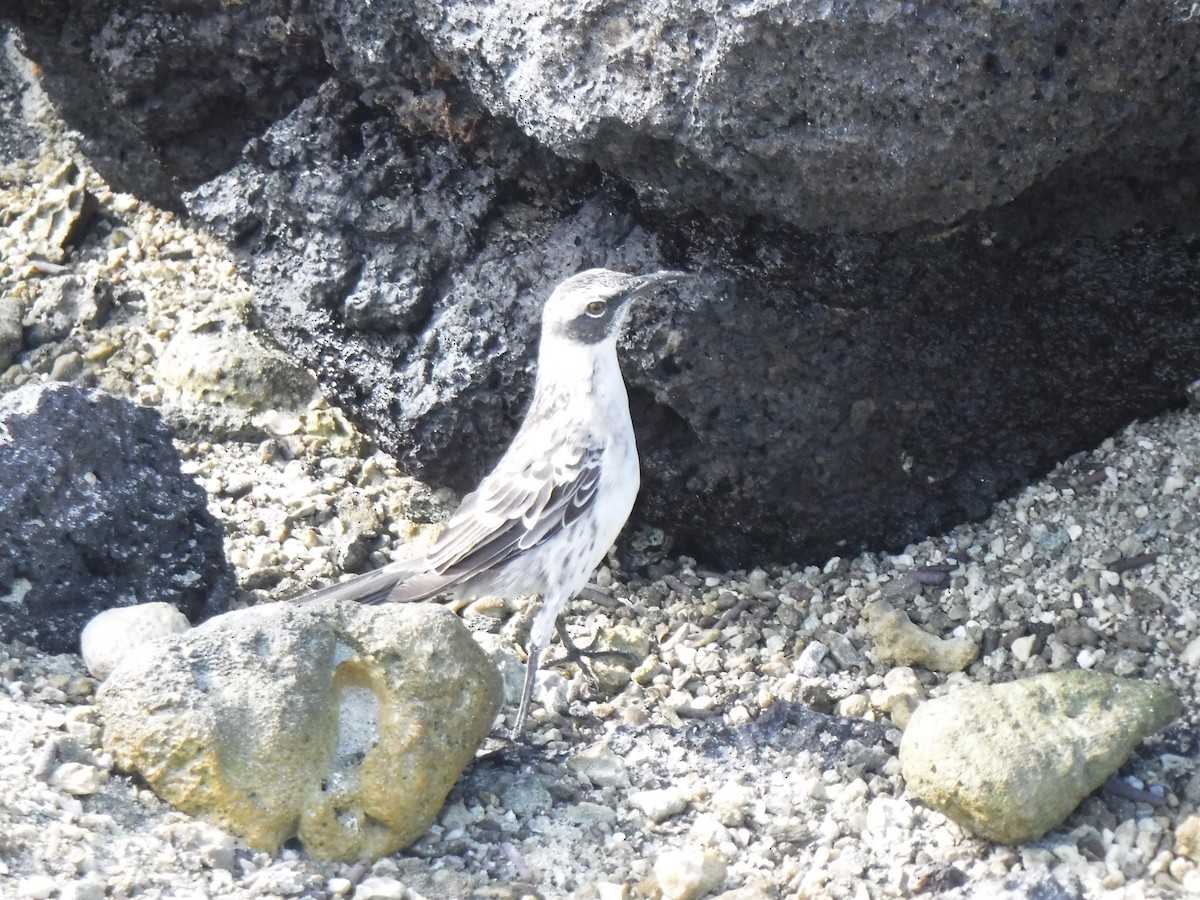 Galapagos Taklitçisi - ML194199731