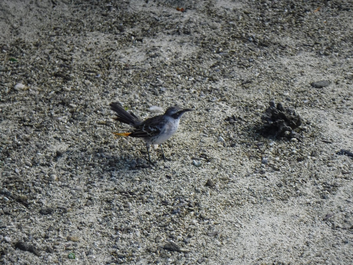 Galapagos Mockingbird - Jenna Atma