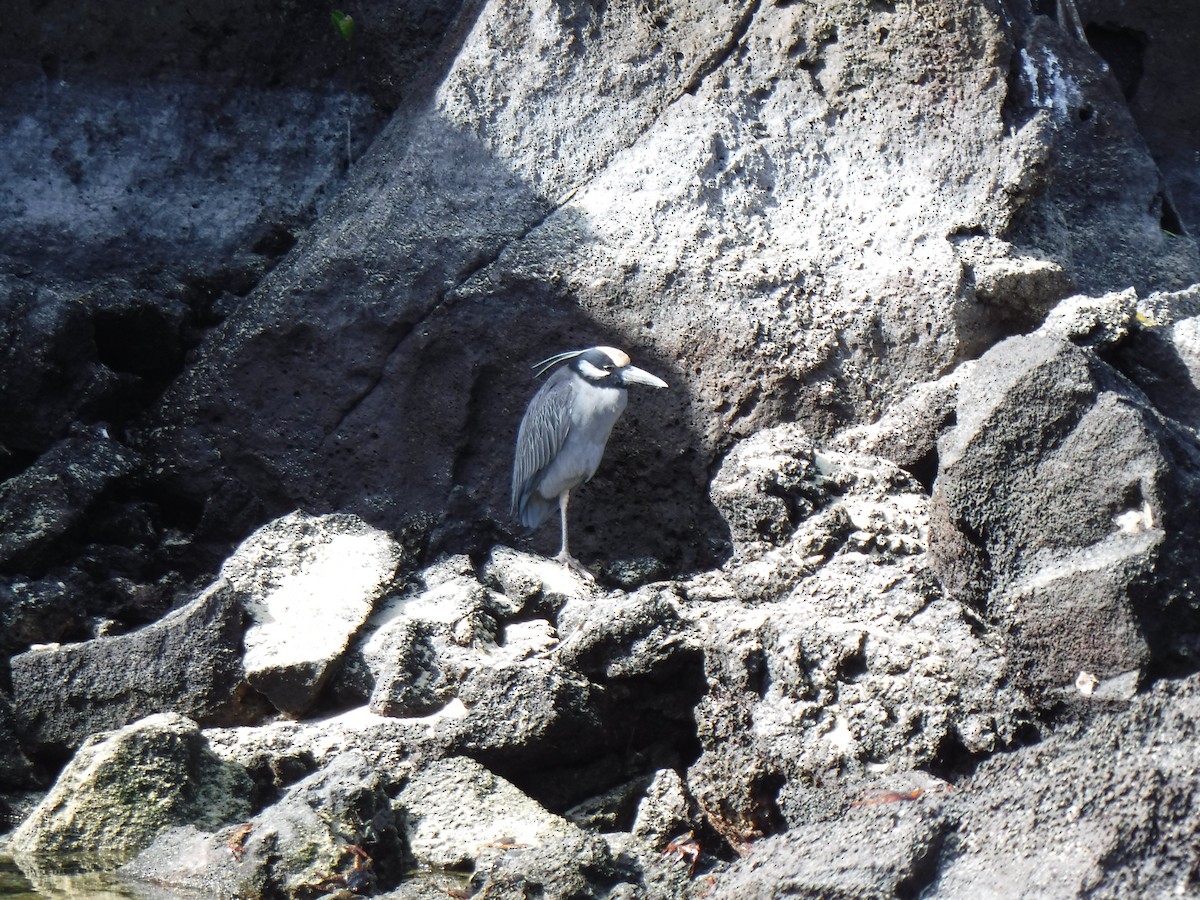 Yellow-crowned Night Heron - ML194199931