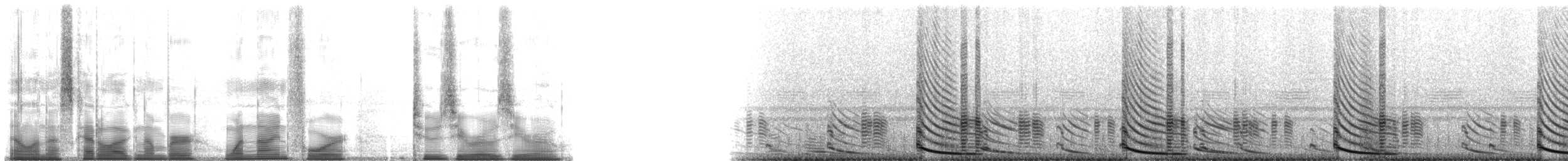 Túngara Frog - ML194200