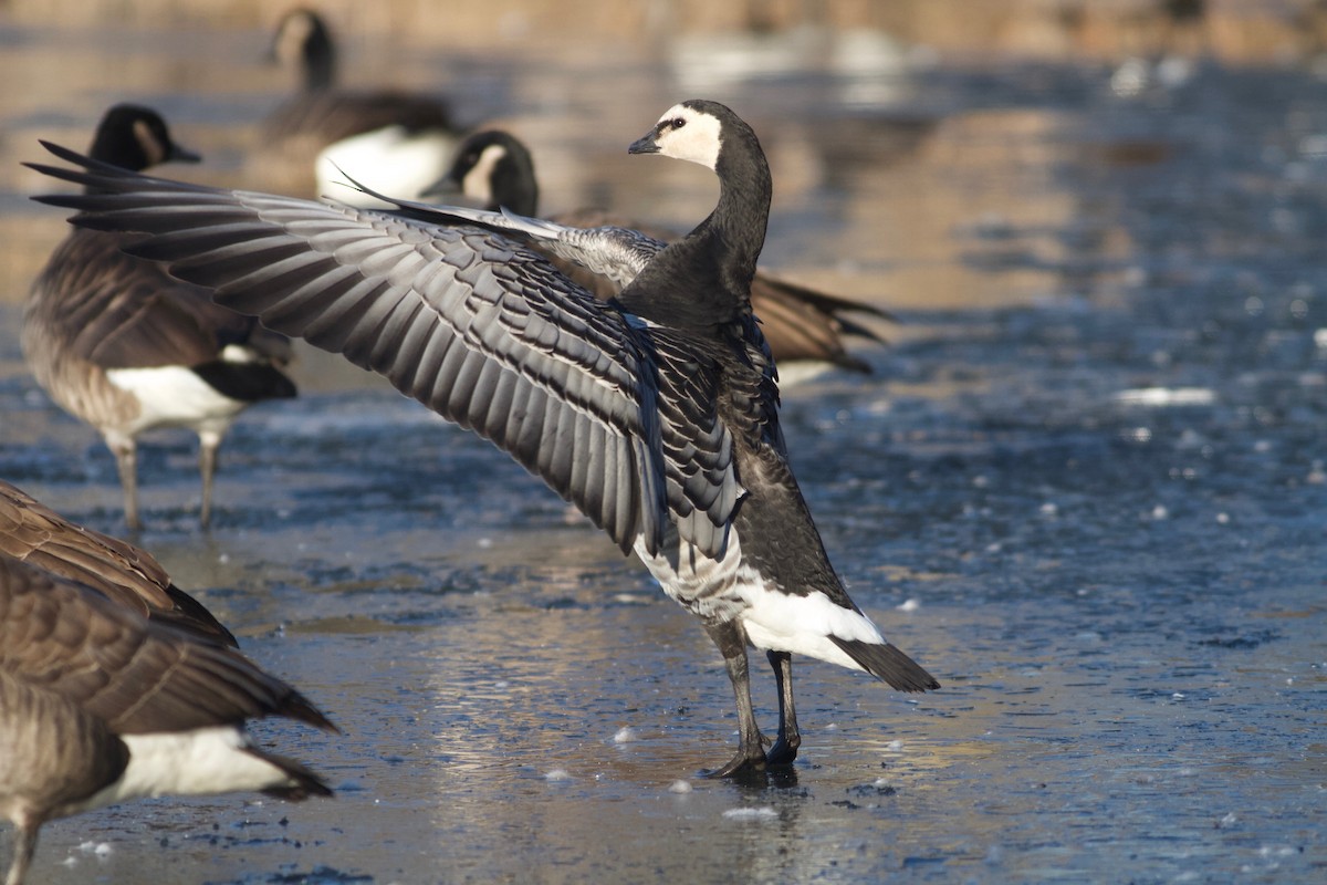 Barnacle Goose - ML194200151