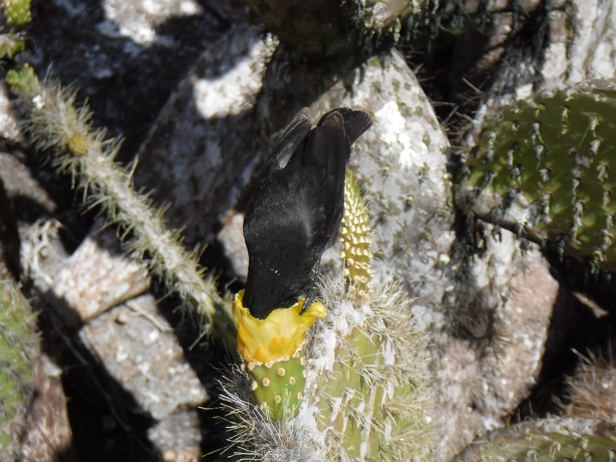 Genovesa Cactus-Finch - ML194200741