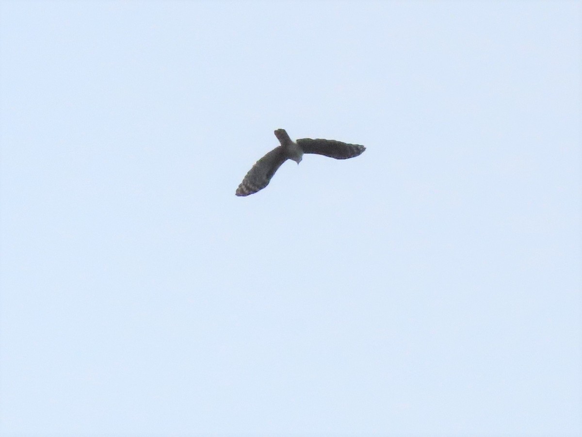 Gray-headed Kite - ML194201411
