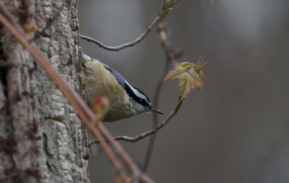 Red-breasted Nuthatch - ML194201521