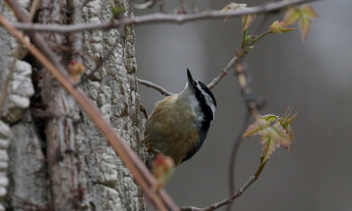 Red-breasted Nuthatch - ML194201531