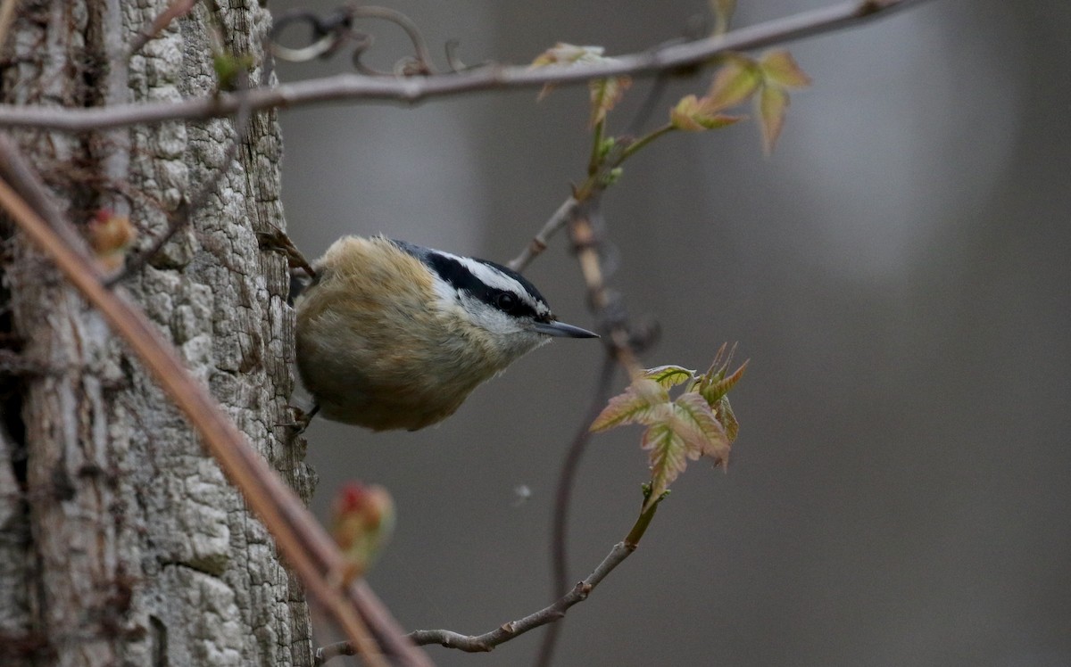 Red-breasted Nuthatch - ML194201621