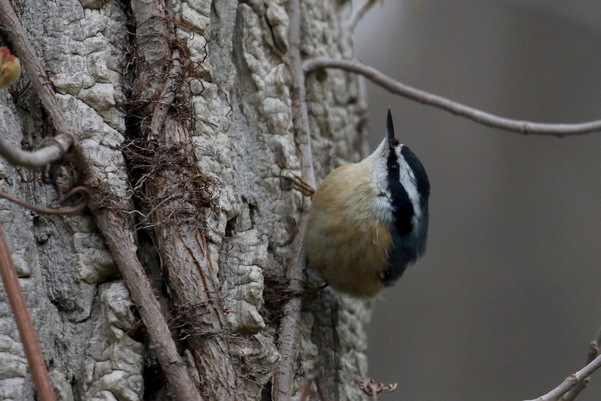 Red-breasted Nuthatch - ML194201721