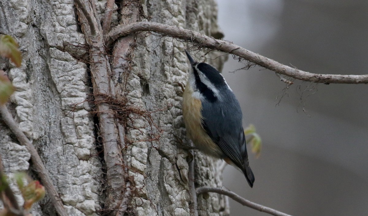 Red-breasted Nuthatch - ML194201761