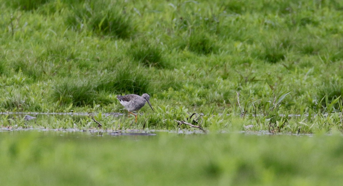 Greater Yellowlegs - ML194202641