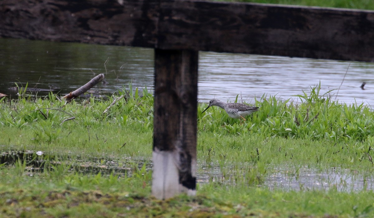 Greater Yellowlegs - ML194202761