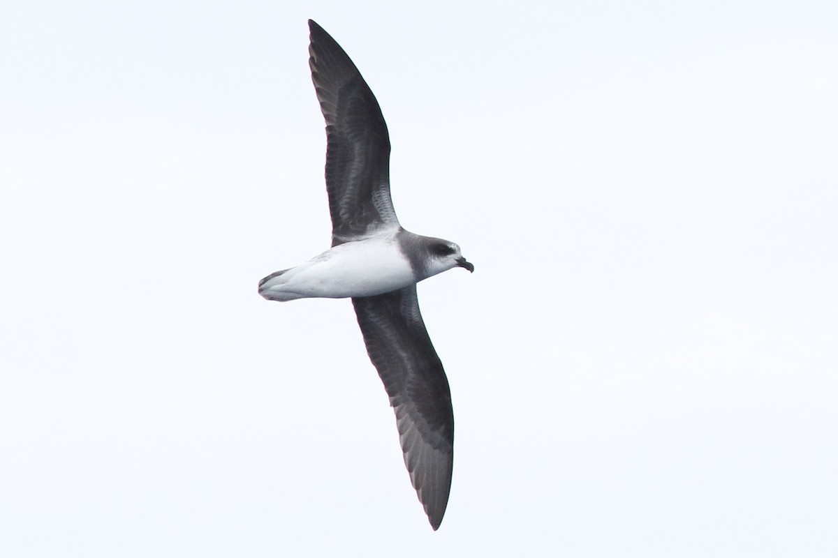 Soft-plumaged Petrel - Leigh Pieterse