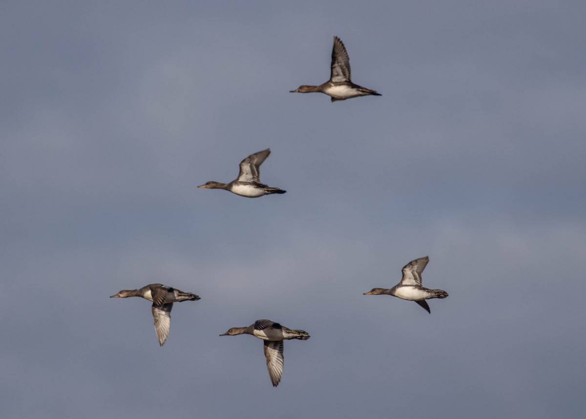 Hooded Merganser - Diane Davies