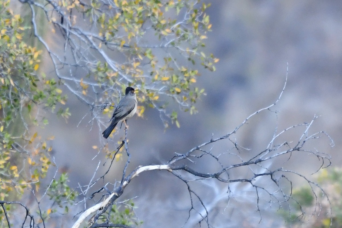 Austral Thrush - Marie O'Neill