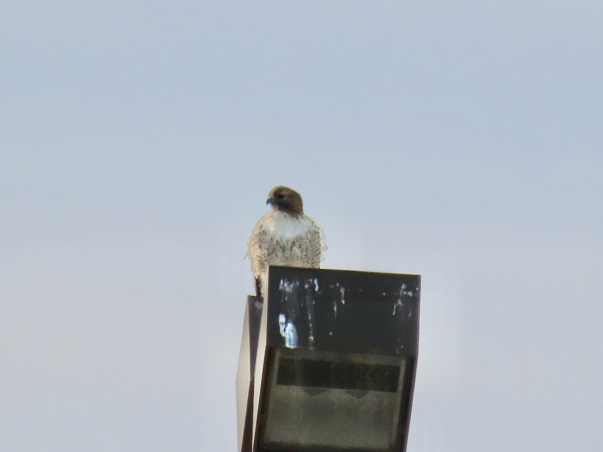 Red-tailed Hawk - ML194207981