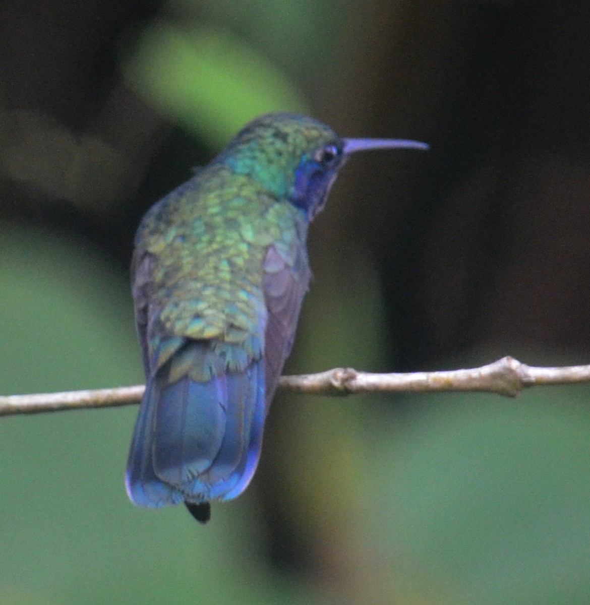 kolibřík modrolící - ML194211871
