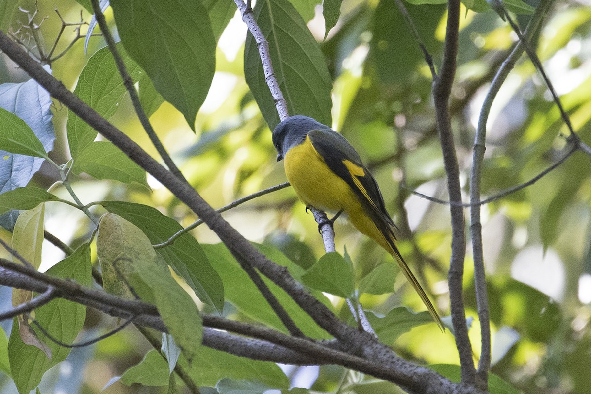 Gray-chinned Minivet (Gray-chinned) - ML194212541