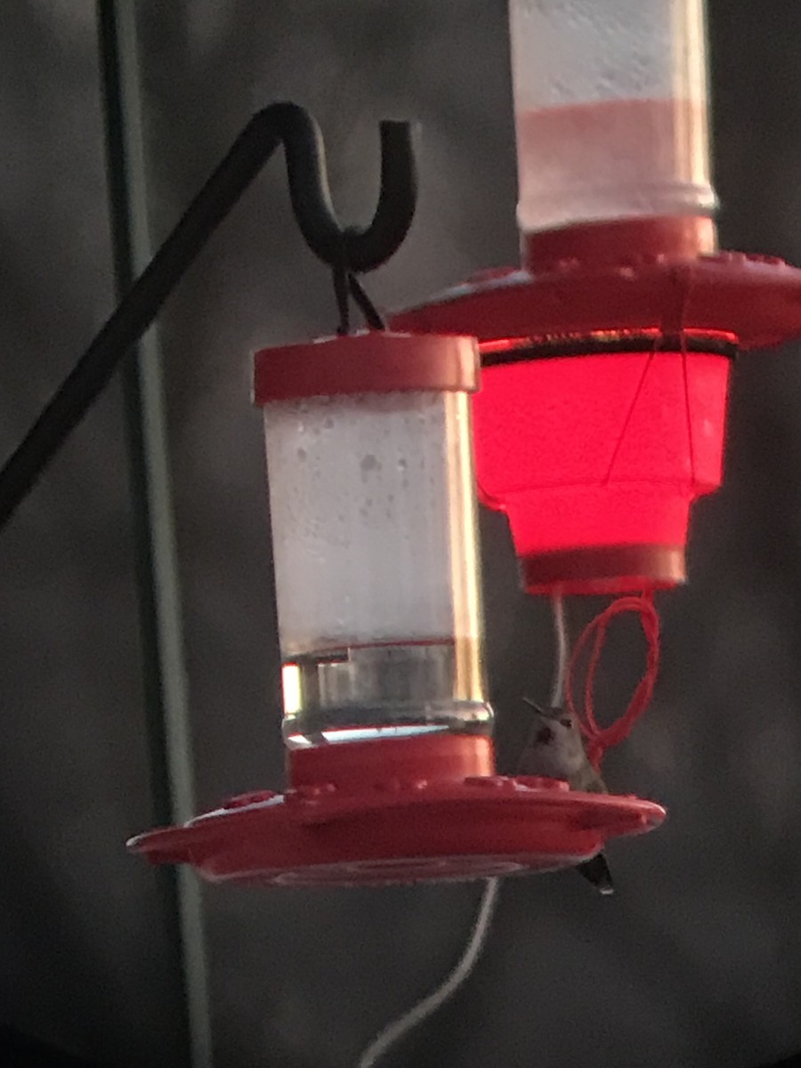 Anna's Hummingbird - ML194213261
