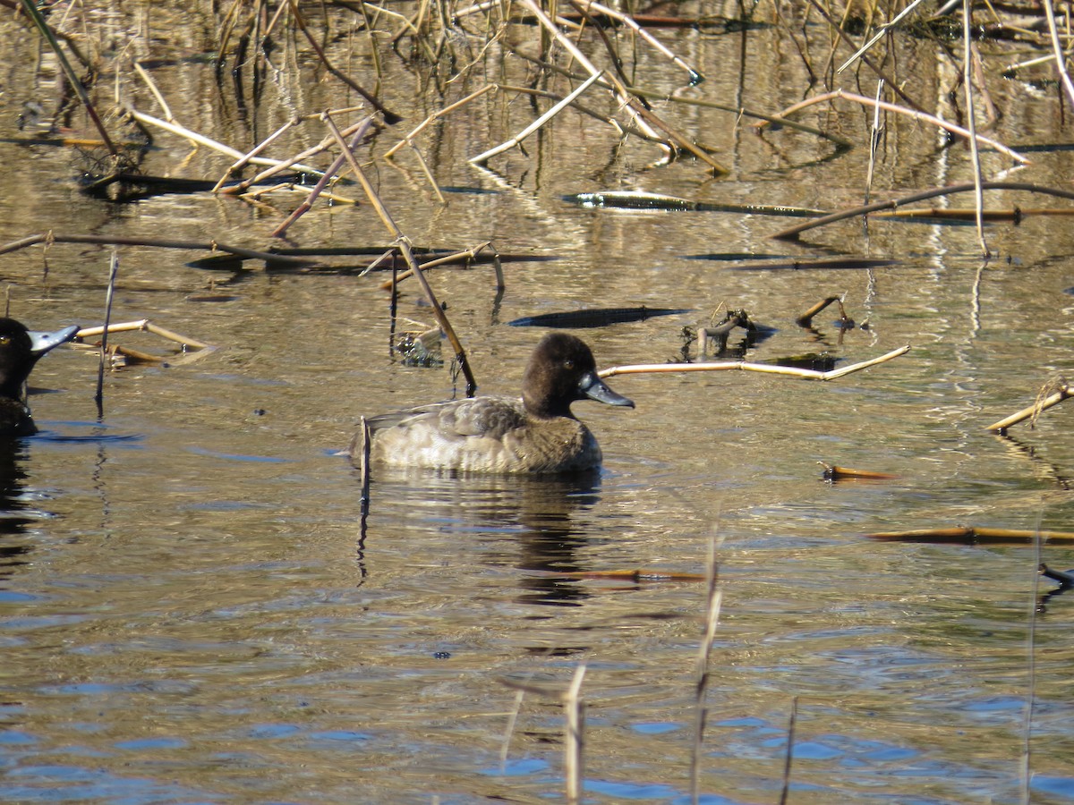 Lesser Scaup - ML194214881