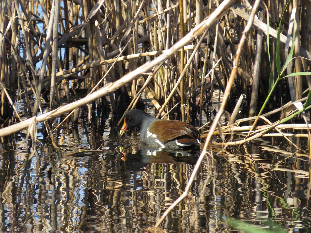 Common Gallinule - ML194214901