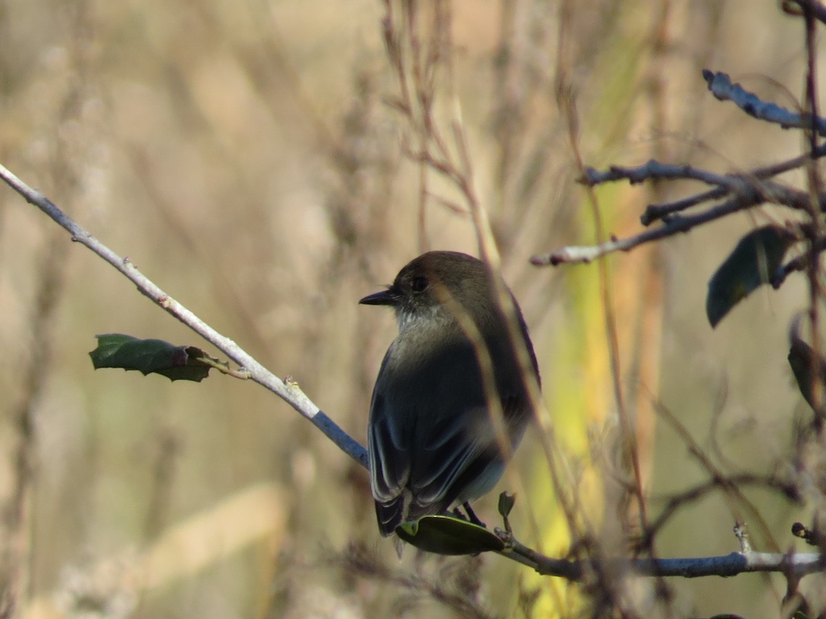 Eastern Phoebe - ML194214941