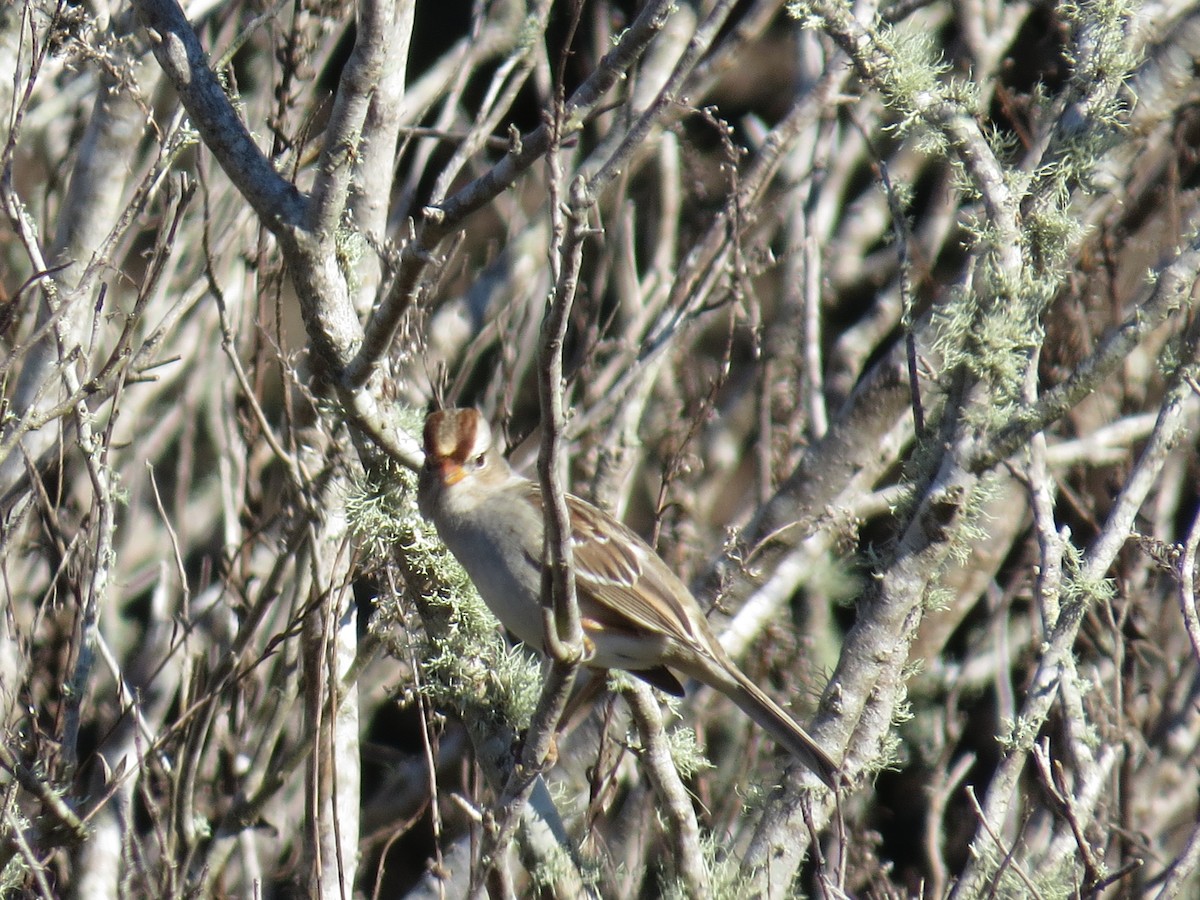 White-crowned Sparrow - ML194215061