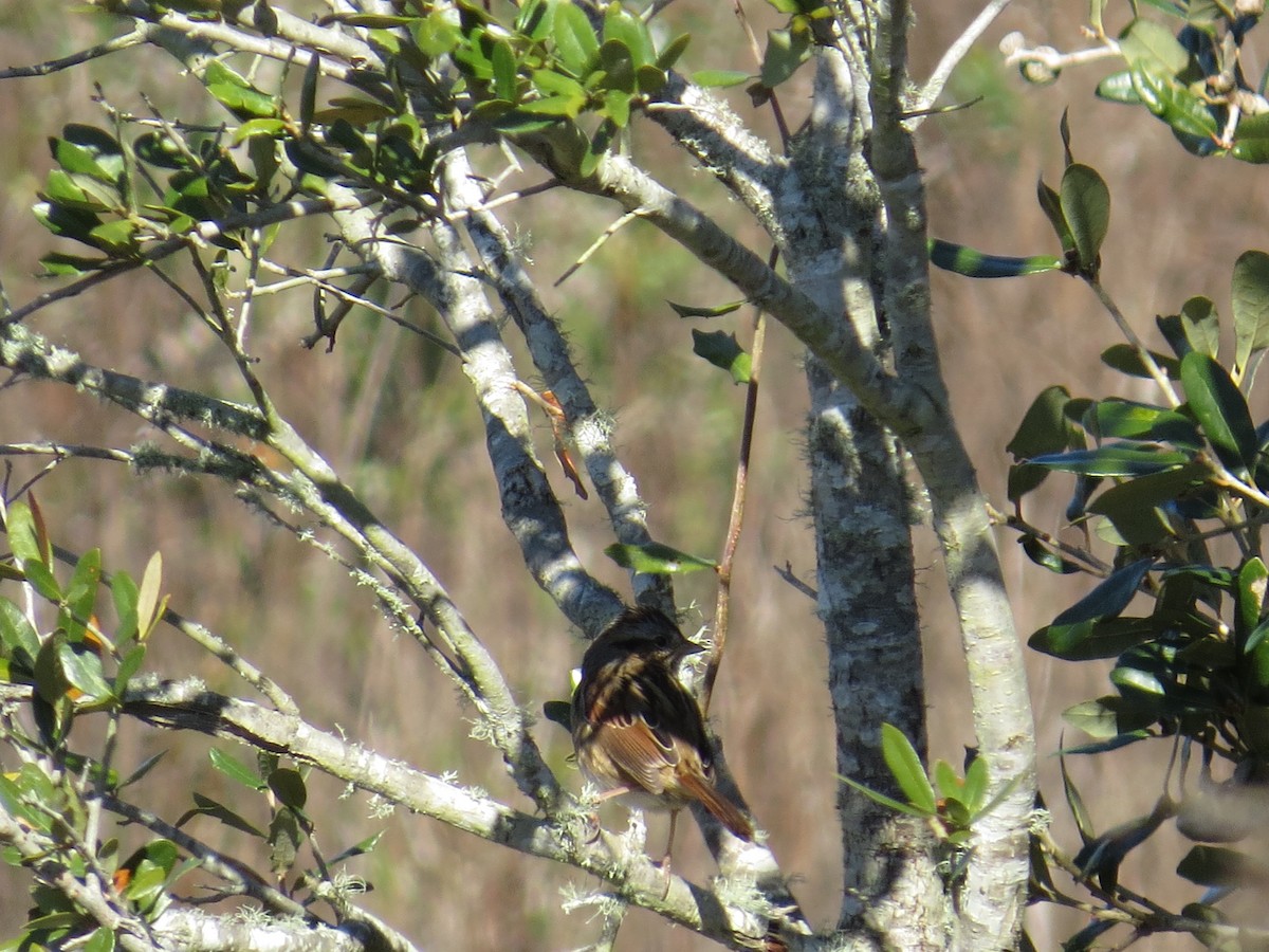 Swamp Sparrow - ML194215091