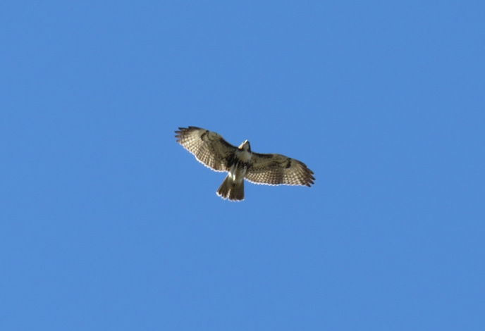Red-tailed Hawk - ML194215211
