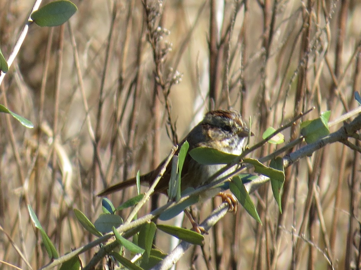 Swamp Sparrow - ML194215271