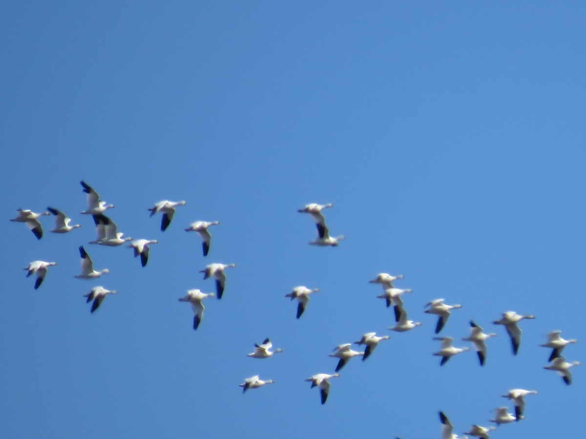 Snow Goose - ML194215341