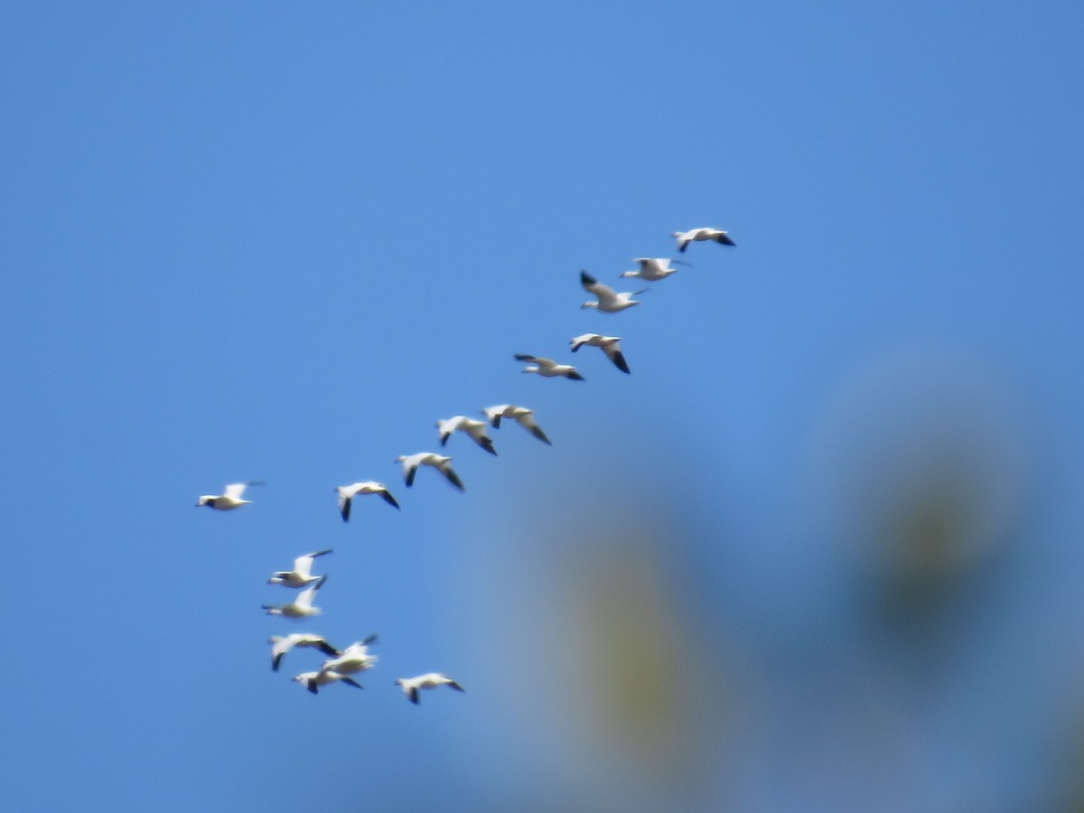 Snow Goose - ML194215361