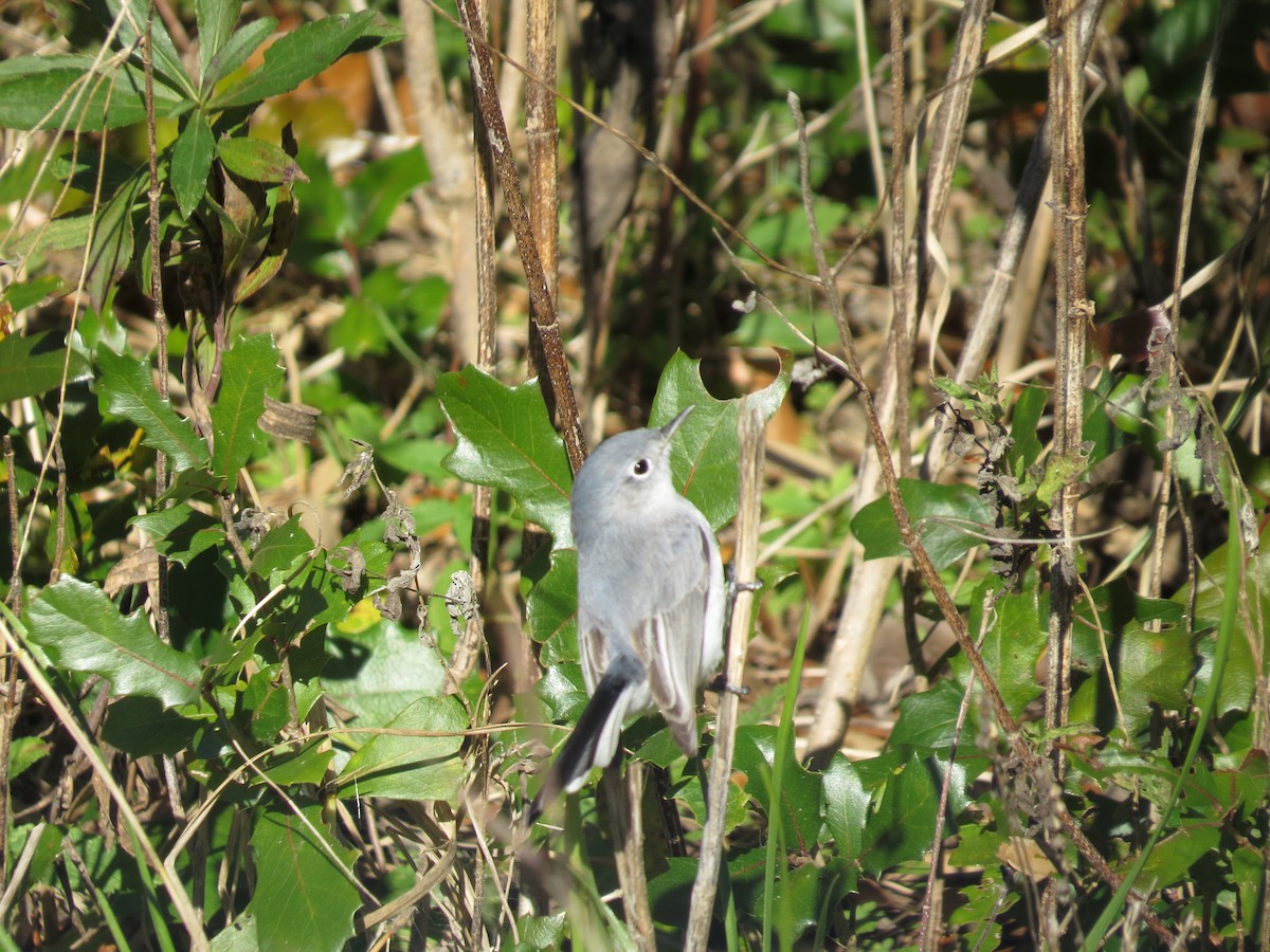Blue-gray Gnatcatcher - ML194215791