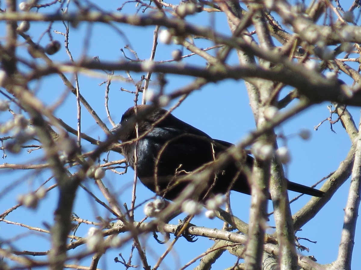 Brown-headed Cowbird - ML194215891