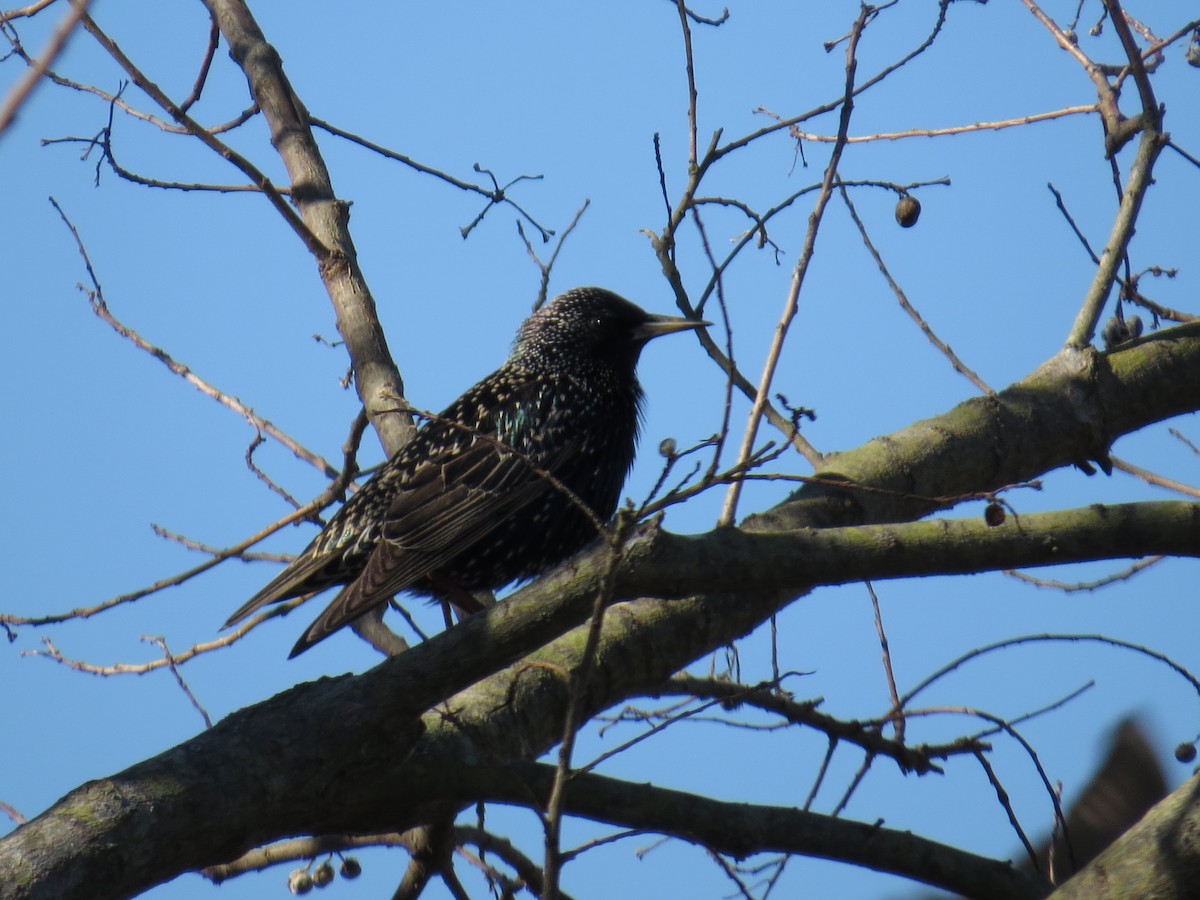 European Starling - ML194215921